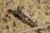 Acrotylus insubricus insubricus